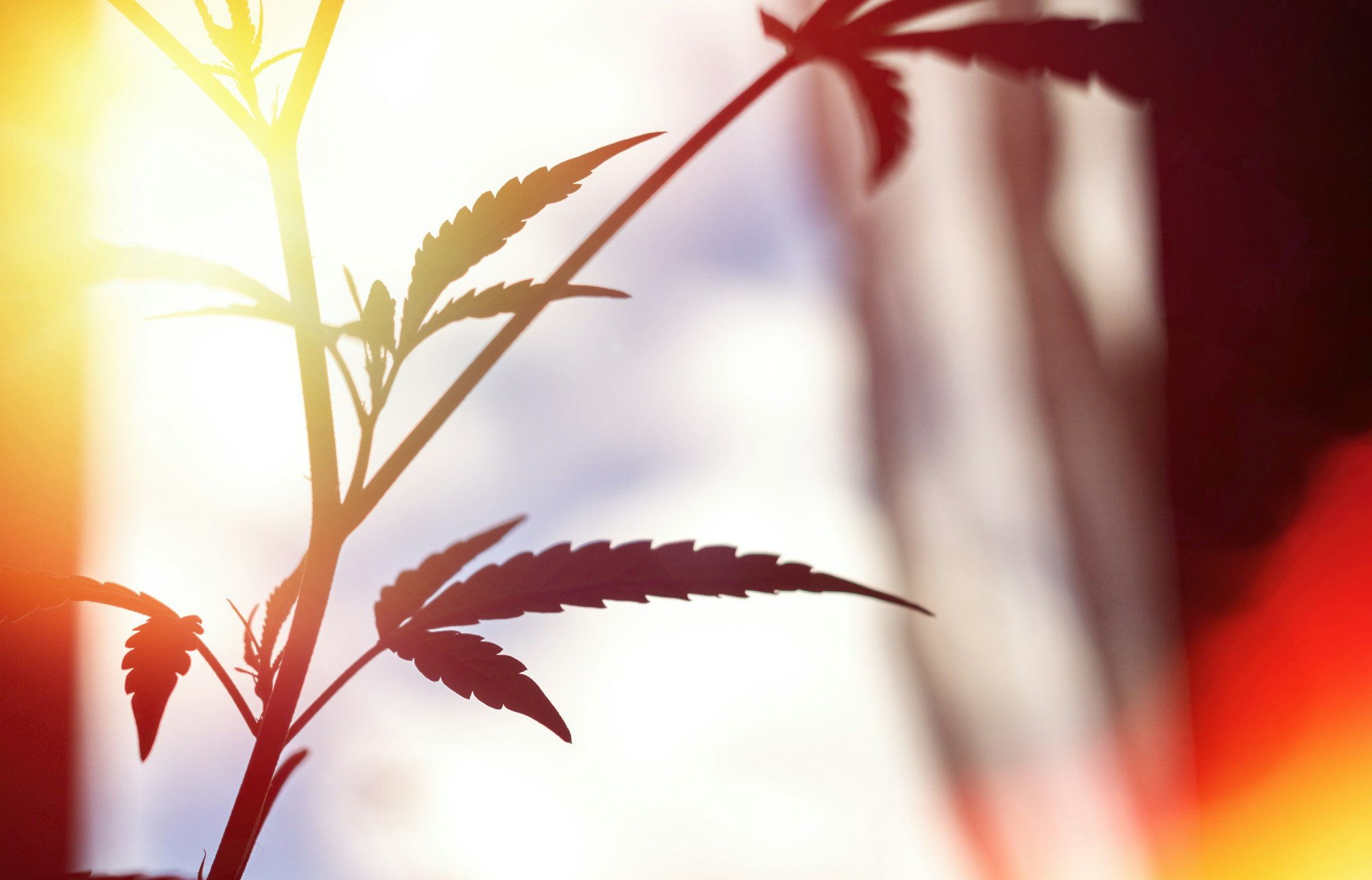 Cannabis plant against morning sun