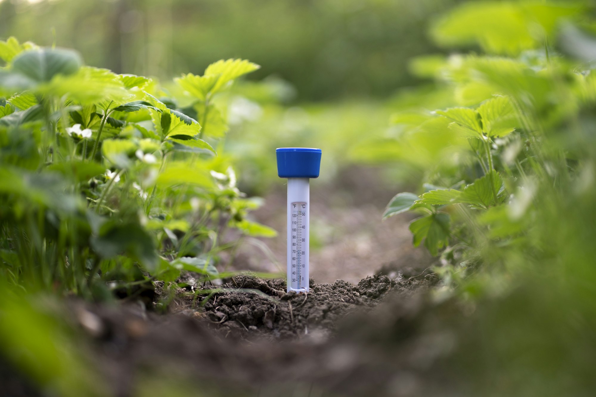 control of the process of plant growth on the farm, thermometer on the ground