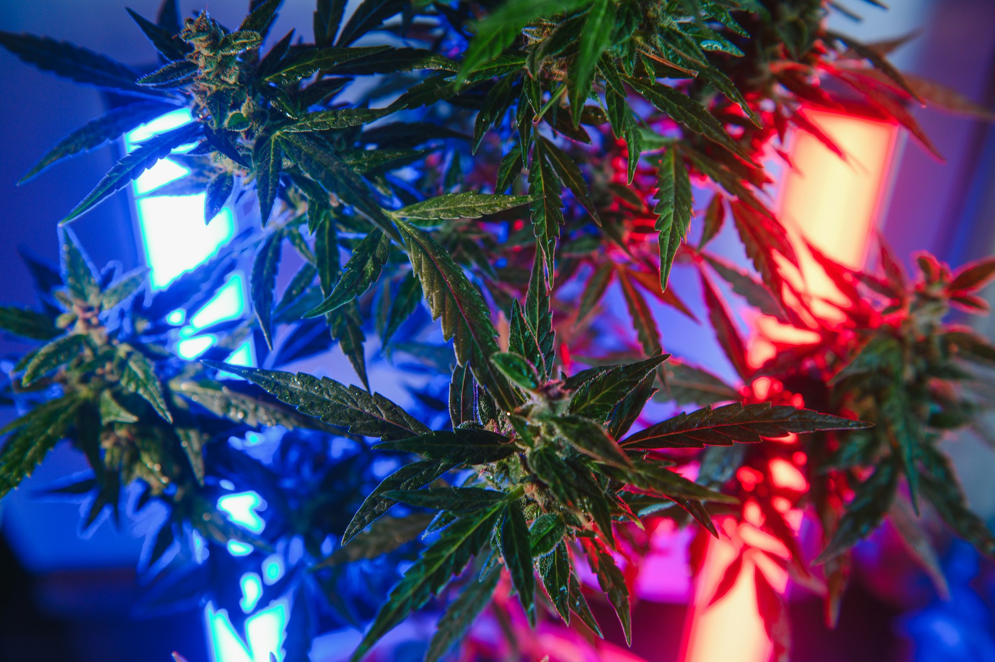 Deep purple Cannabis plant. Marijuana flower.