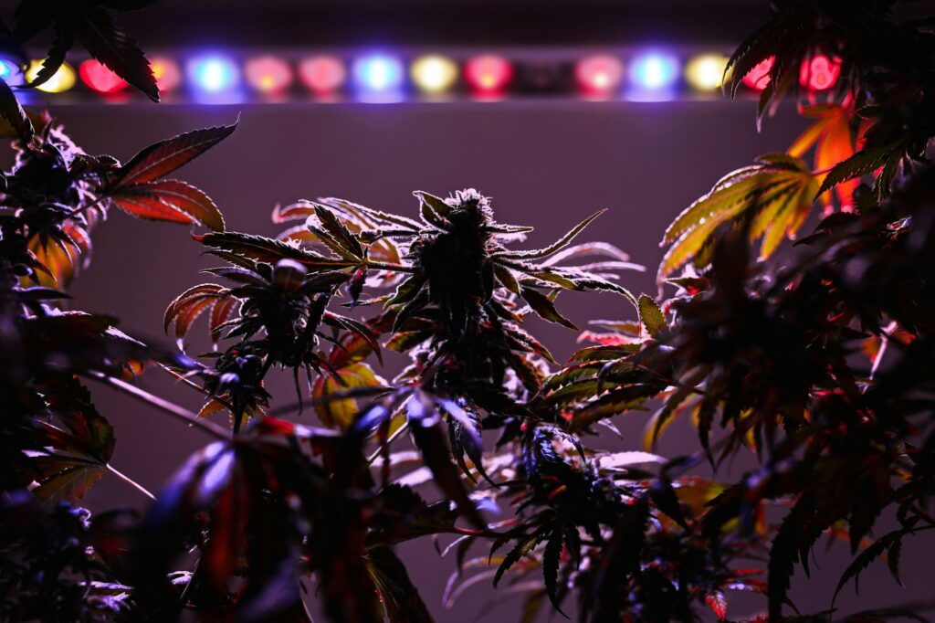 Plant of marijuana for medical use. Flowering cones. LED Grow Lights