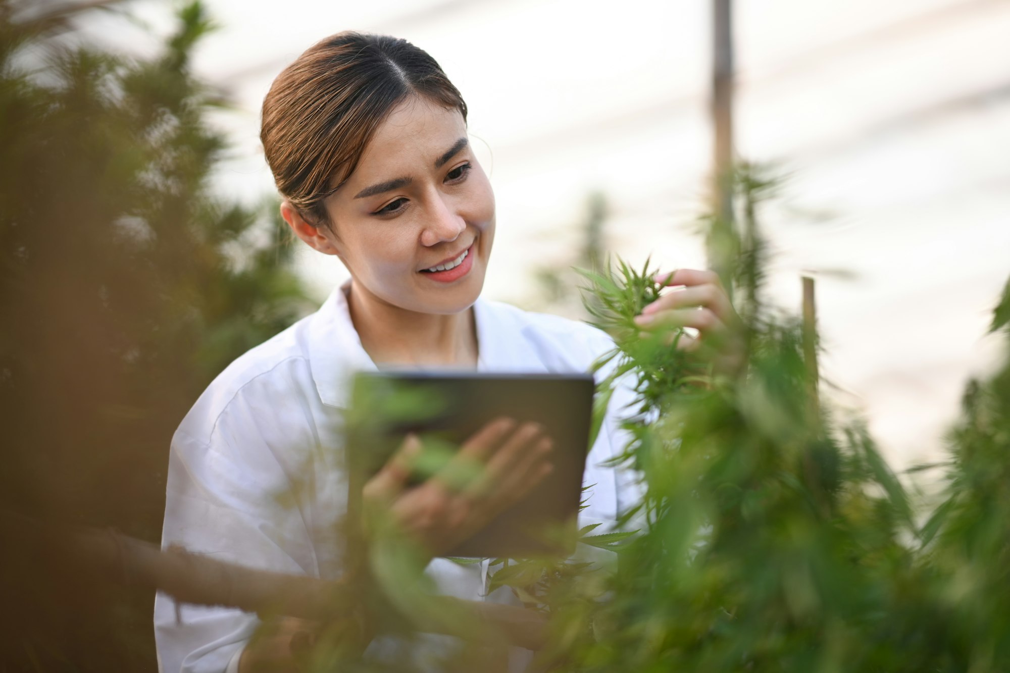 Professional researchers using digital tablet and checking cannabis plants in greenhouse.