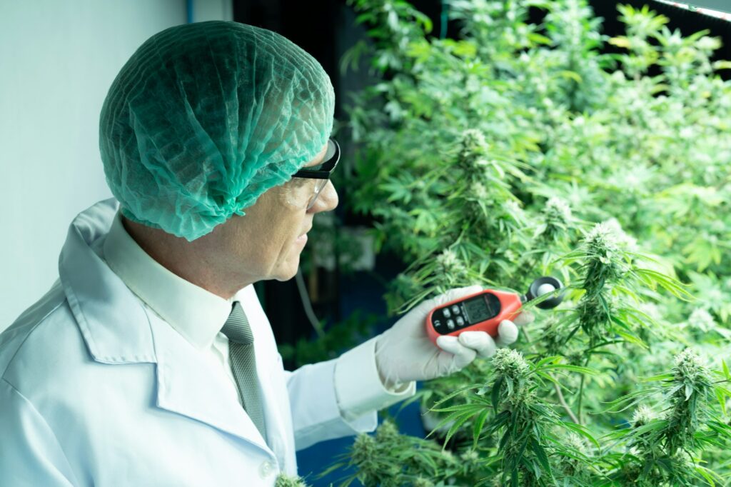 researcher using light meter growing of cannabis