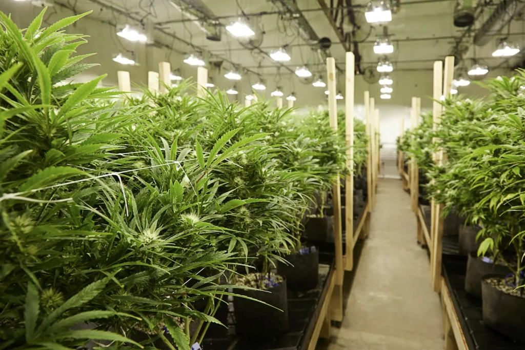 Indoor Grow eines Cannabis Social Clubs der seinen Strom von CSC Strom bezieht